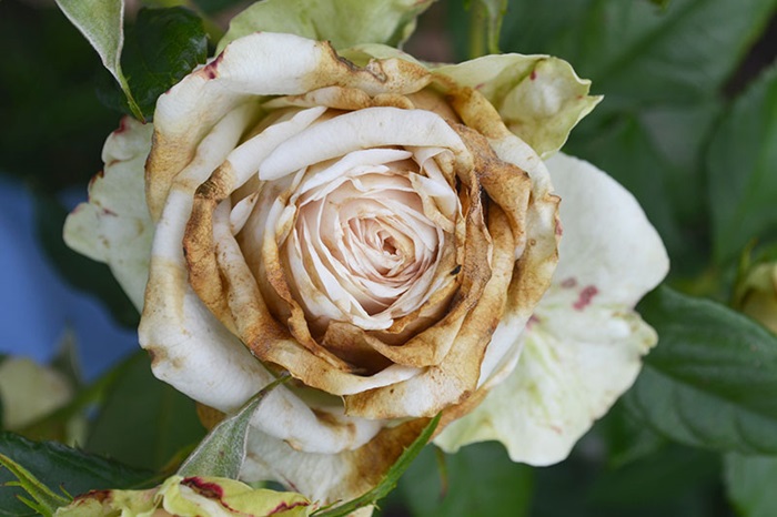 Botrytis Blight on Roses