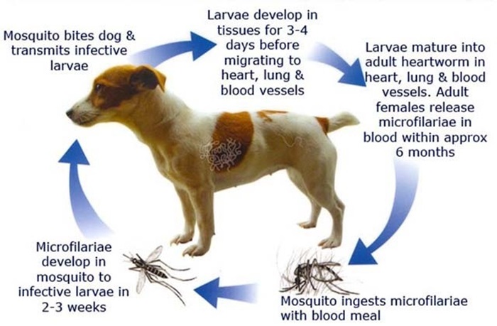 heartworm cycle in dog